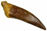 Fossil Plesiosaur (Zarafasaura) Tooth - Morocco #369993-1